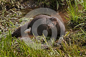 Adult American Mink (Neovison vison) in Marshy Area