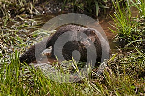 Adult American Mink (Neovison vison) in Marshy Area photo