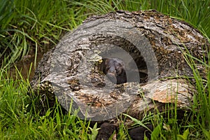 Adult American Mink Neovison vison Peers Out of Hole in Log