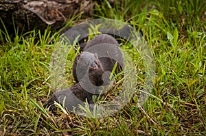 Adult American Mink Neovison vison Picks Up Kit