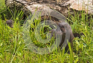 Adult American Mink Neovison vison Pops Up From Grass