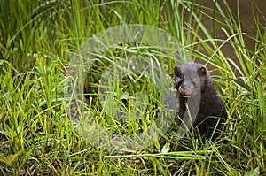 Adult American Mink Neovison vison Pops Up From Grass