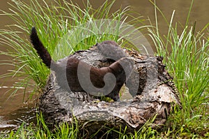 Adult American Mink (Neovison vison) Pulls Kit from Atop Log