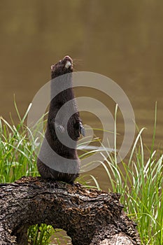 Adult American Mink (Neovison vison) Sits Up on Log