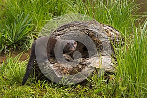 Adult American Mink Neovison vison Stands on Edge of Log