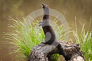 Adult American Mink Neovison vison Stands Facing Left