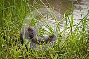 Adult American Mink Neovison vison Stands in the Grass