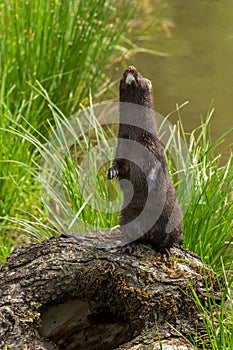 Adult American Mink (Neovison vison) Stands Up