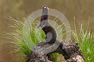 Adult American Mink Neovison vison Stands Up on Log