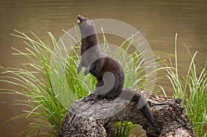 Adult American Mink Neovison vison Stands Up on Log photo