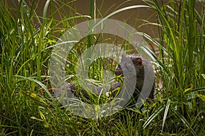Adult American Mink Neovison vison Turns in Grass