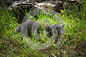 Adult American Mink Neovison vison Walks Through Grass