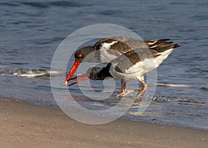 Adult American oystercatcher, Haematopus palliatus teaching a juvinile to forage