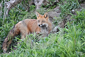 Adult American Red Fox keeping watch over cubs