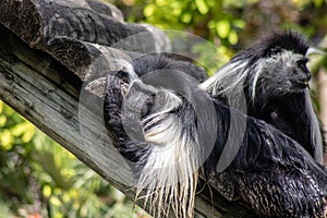 Adult Angolan colobus monkey