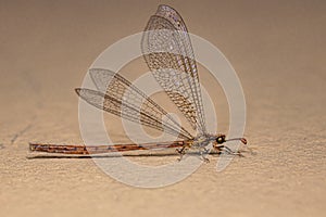 Adult Antlion Insect