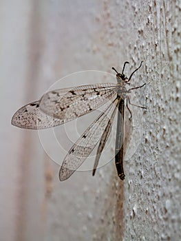 Adult Antlion lace wingMyrmeleon formicarius - sitting on wall with spread wings photo