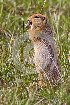 Adult Arctic Ground Squirrel