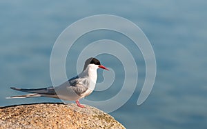 Adult Arctic Tern in breeding plumage, Greenland