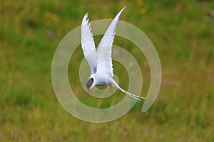 Adult arctic tern (sterna paradisaea), in Vatnsnes, Iceland