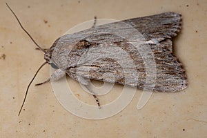 Adult Armyworm Moth