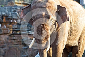 An adult asian elephant Elephas maximus