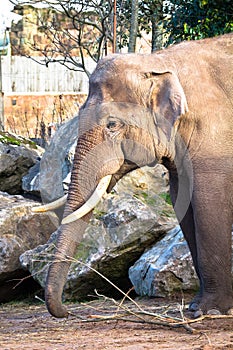 An adult asian elephant Elephas maximus