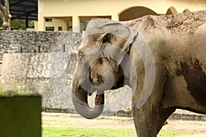An adult Asian elephant standing