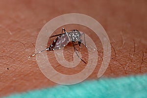 Adult Asian Tiger Mosquito