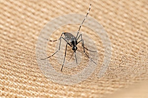 Adult Asian Tiger Mosquito