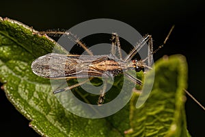 Adult Assassin Bug