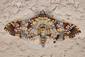 Adult Assembly Moth photo