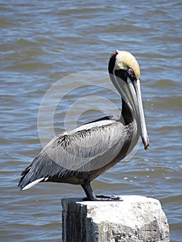 Adult Atlantic Brown Pelican Close-Up