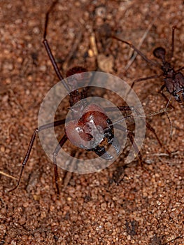 Adult Atta Leaf-cutter Ant