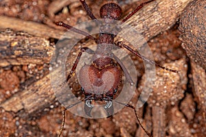 Adult Atta Leaf-cutter Ant