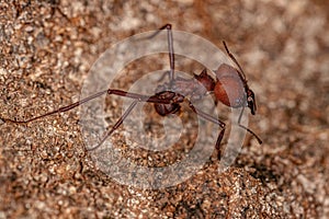 Adult Atta Leaf-cutter Ant