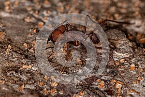 Adult Atta Leaf-cutter Ant