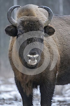 Adult auroch