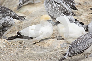 Adult Australasian Gannet with a fledgling