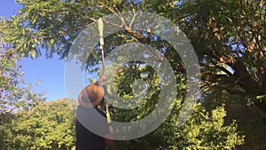 Adult Australian farmer cutting a tree branch in a farm