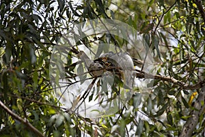 An adult Australian Noisy Miner (Manorina melanocephala) feeding juveniles