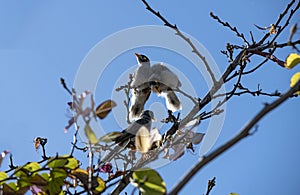 An adult Australian Noisy Miner (Manorina melanocephala) feeding juveniles