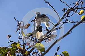 An adult Australian Noisy Miner (Manorina melanocephala) feeding juveniles