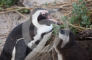 Adult and baby African penguin