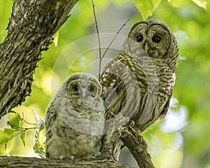 Adult and baby Barred Owls Strix varia