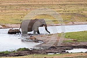 Adult and baby elephant cross river