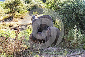 Adult and Baby Elephants in Ngorongoro Conservation Area