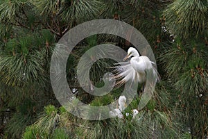 Adult and baby great egrets in a pine tree