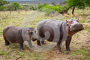 Adult and baby hippopotamus grazing in the African Wilderness