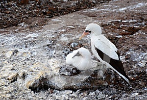 A adult and baby Nazca booby nesting in the Galapagos